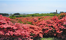 恵山の満開のつつじ
